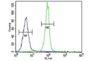 Caspase-3 antibody flow cytometric analysis of MDA-MB435 cells (right histogram) compared to a negative control cell (left histogram). (Caspase 3 antibody  (AA 219-248))