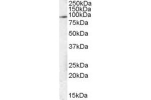 ABIN184593 (1µg/ml) staining of NIH3T3 lysate (35µg protein in RIPA buffer). (STAT3 antibody  (C-Term))