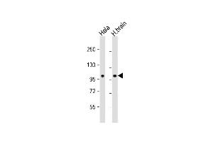 NCOA7 antibody  (N-Term)