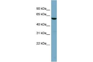 WB Suggested Anti-FUCA1  Antibody Titration: 0. (FUCA1 antibody  (Middle Region))