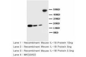 Image no. 2 for anti-Interleukin 1, beta (IL1B) (AA 249-269) antibody (ABIN1493418) (IL-1 beta antibody  (AA 249-269))