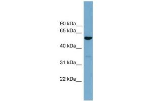 WB Suggested Anti-ACTR10  Antibody Titration: 0. (ACTR10 antibody  (Middle Region))