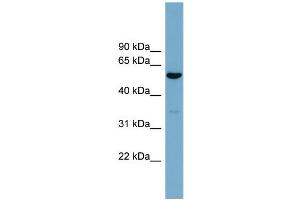 WB Suggested Anti-ACTR10  Antibody Titration: 0.