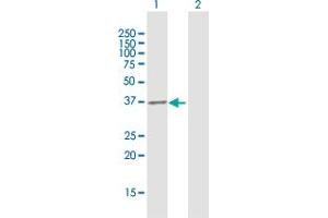 Western Blot analysis of EXTL2 expression in transfected 293T cell line by EXTL2 MaxPab polyclonal antibody. (EXTL2 antibody  (AA 39-330))