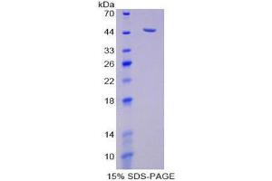 SDS-PAGE (SDS) image for Sialidase 1 (Lysosomal Sialidase) (NEU1) (AA 47-415) protein (His tag,SUMO Tag) (ABIN1170987)