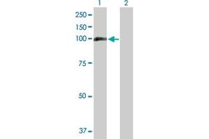 Western Blot analysis of MTHFD1 expression in transfected 293T cell line by MTHFD1 MaxPab polyclonal antibody. (MTHFD1 antibody  (AA 1-935))