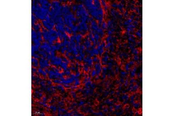 CYP2S1 antibody