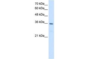 Western Blotting (WB) image for anti-Methylenetetrahydrofolate Dehydrogenase (NADP+ Dependent) 2, Methenyltetrahydrofolate Cyclohydrolase (MTHFD2) antibody (ABIN2462924) (MTHFD2 antibody)
