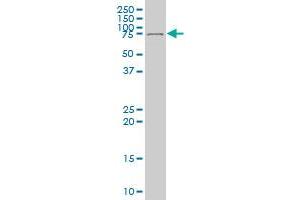 DEAF1 antibody  (AA 133-222)