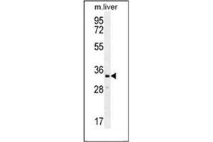 Western blot analysis of RLBP1L2 Antibody (C-term) in Mouse liver tissue lysates (35ug/lane). (CLVS2 antibody  (C-Term))