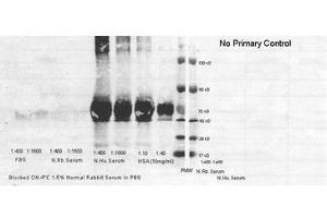 Image no. 1 for anti-Albumin (ALB) antibody (HRP) (ABIN799625) (Albumin antibody  (HRP))