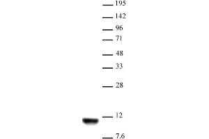 Histone H4K20me2 antibody (mAb) tested by Western blot. (Histone H4 antibody  (2meLys20))
