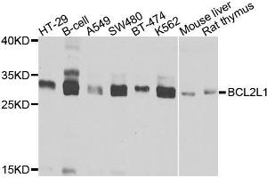 Western blot analysis of extracts of various cell lines, using BCL2L1 antibody (ABIN5970042) at 1/1000 dilution. (BCL2L1 antibody)