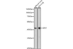 Western blot analysis of extracts of various cell lines, using ERK1 antibody  at 1:1000 dilution. (ERK1 antibody)