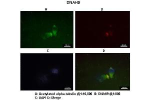 Immunohistochemistry (IHC) image for anti-Dynein, Axonemal, Heavy Chain 9 (DNAH9) (C-Term) antibody (ABIN970528) (DNAH9 antibody  (C-Term))