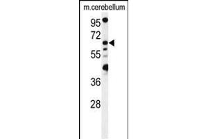 Western blot analysis of MON1B Antibody (C-term) (ABIN1537272 and ABIN2849322) in mouse cerebellum tissue lysates (35 μg/lane). (MON1B antibody  (C-Term))