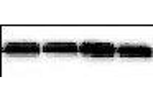 PHLDA3 antibody  (N-Term)