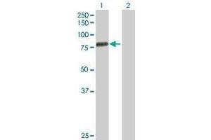 Lane 1: LMLN transfected lysate ( 72. (LMLN 293T Cell Transient Overexpression Lysate(Denatured))