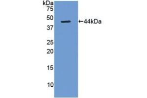 Figure. (Gastrin antibody  (AA 1-104))
