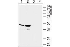 Western blot analysis of rat kidney (lanes 1 and 3) and rat liver (lanes 2 and 4) lysates: - 1, 2. (GPR81 antibody  (C-Term, Intracellular))