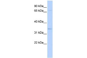 WB Suggested Anti-CHRFAM7A Antibody Titration:  0. (CHRFAM7A antibody  (Middle Region))