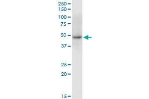 C10orf97 MaxPab polyclonal antibody. (FAM188A antibody  (AA 1-445))