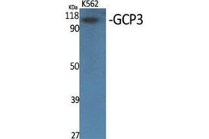 Western Blot (WB) analysis of specific cells using GCP3 Polyclonal Antibody. (FOLH1B antibody  (Internal Region))