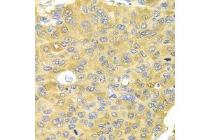 PA2G4 antibody  (AA 1-394)