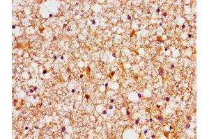 Immunohistochemistry of paraffin-embedded human brain tissue using ABIN7165855 at dilution of 1:100 (NDRG4 antibody  (AA 210-331))