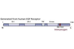Image no. 3 for anti-Epidermal Growth Factor Receptor (EGFR) (AA 1020-1046) antibody (ABIN967697) (EGFR antibody  (AA 1020-1046))