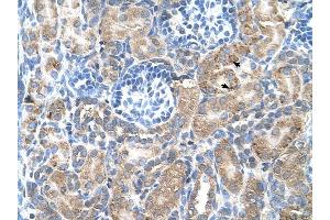 SGPP2 antibody was used for immunohistochemistry at a concentration of 4-8 ug/ml to stain Epithelial cells of renal tubule (arrows) in Human Kidney. (SGPP2 antibody  (C-Term))