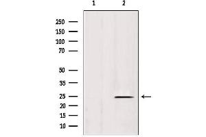 Western blot analysis of extracts from rat spleen, using IFT25 antibody. (HSPB11 antibody  (N-Term))