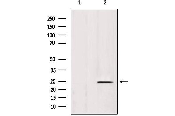 HSPB11 antibody  (N-Term)