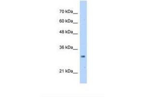 Image no. 1 for anti-mRNA Turnover 4 Homolog (MRTO4) (AA 51-100) antibody (ABIN321085) (C1orf33 antibody  (AA 51-100))