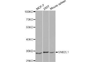 Western blot analysis of extracts of various cell lines, using GNB2L1 antibody. (GNB2L1 antibody)