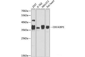 Western blot analysis of extracts of various cell lines using CDC42EP3 Polyclonal Antibody at dilution of 1:1000. (CDC42EP3 antibody)