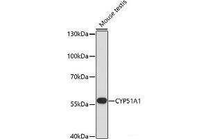 Western blot analysis of extracts of Mouse testis using CYP51A1 Polyclonal Antibody at dilution of 1:1000. (CYP51A1 antibody)
