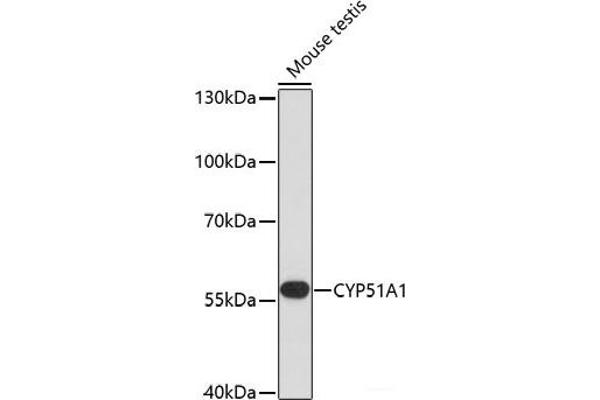 CYP51A1 antibody