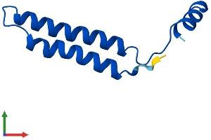 AlphaFold protein structure predicition of Human Recombinant ATP6V0E2 Protein, UniprotID Q8NHE4 (ATP6V0E2 Protein (AA 1-81) (Fc Tag))