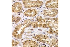 Immunohistochemistry of paraffin-embedded human kidney using ANAPC5 antibody. (ANAPC5 antibody  (AA 1-250))