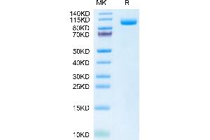 Biotinylated Mouse PSMA on Tris-Bis PAGE under reduced condition. (PSMA Protein (AA 45-752) (His tag,Biotin))