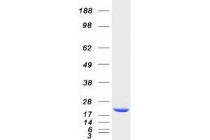 Western Blotting (WB) image for Histidine Triad Nucleotide Binding Protein 2 (HINT2) protein (Myc-DYKDDDDK Tag) (ABIN2722745)