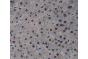 Used in DAB staining on fromalin fixed paraffin- embedded Kidney tissue (LUC7-Like 3 antibody  (AA 1-247))