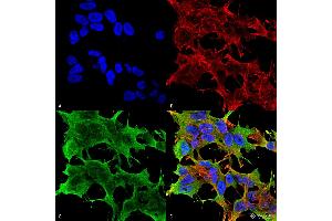 Immunocytochemistry/Immunofluorescence analysis using Mouse Anti-GluA1/GluR1 Glutamate Receptor Monoclonal Antibody, Clone S355-1 . (Glutamate Receptor 1 antibody  (AA 1-389) (Atto 390))