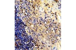 Image no. 3 for anti-CD8 (CD8) (AA 66-96), (N-Term) antibody (ABIN356887) (CD8 antibody  (N-Term))
