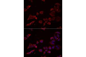 Immunofluorescence analysis of U2OS cell using NRBF2 antibody. (NRBF2 antibody)