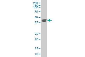 POU5F1 monoclonal antibody (M05), clone 1B11 Western Blot analysis of POU5F1 expression in HepG2 . (OCT4 antibody  (AA 81-164))