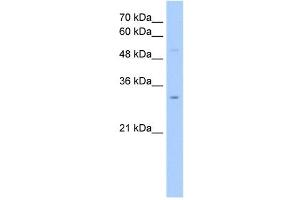 anti-NOP2/Sun Domain Family, Member 5 Pseudogene 2 (NSUN5P2) (Middle Region) antibody