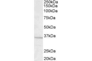 ABIN185602 (1. (GNB3 antibody  (Internal Region))