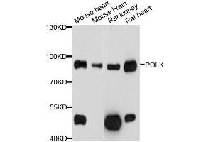 Western blot analysis of extracts of various cell lines, using POLK antibody (ABIN5998558) at 1/1000 dilution. (POLK antibody)
